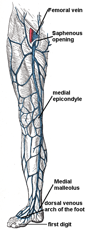 Diagram image of Great Saphenous Vein